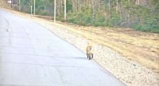 Любопытная лиса на дороге (5 фото)