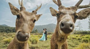 Неудачные и забавные свадебные фотографии (21 фото)