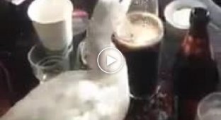 Утка наслаждается пивом в ирландском пабе