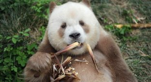 Единственная в мире коричневая большая панда взята на пожизненное содержание (9 фото + 1 видео)