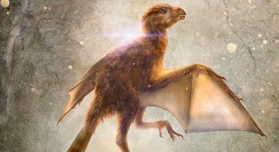 Ученые нашли динозавра-малыша с крыльями летучей мыши (7 фото + 1 видео)