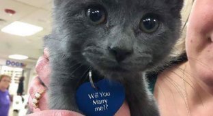 Он сделал предложение с помощью крошечного котенка, и это было невероятно мило (8 фото)