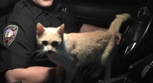 Как полицейский из Огайо стал котовладельцем (4 фото)