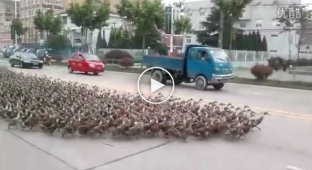 5000 армия уток шагает по улице