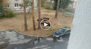 Два лося устроили драку за самку во дворе жилого дома