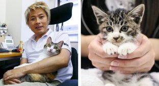 Японская фирма разрешила приносить кошек на работу, чтобы избавить сотрудников от стресса (9 фото)