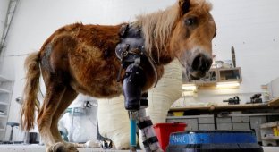 Врач-ортопед подарил пони возможность ходить (4 фото)
