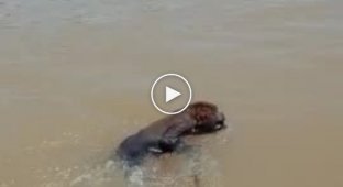 Рыбаки спасли редкую обезьяну, оказавшуюся на середине реки