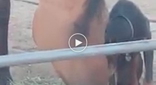 Собака за компанию кушает сено с лошадью