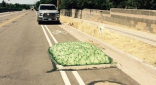 В штате Юта из канализации появилась загадочная зеленая пена (6 фото)