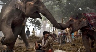 Ярмарка животных в Индии (23 фото)
