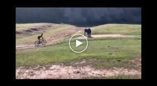 Велосипедист чудом спасся от разъярённого быка в США