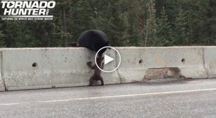 Мама-медведица забирает медвежонка с проезжей части