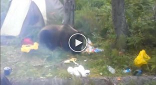Медведь полакомился продуктами туриста (мат)