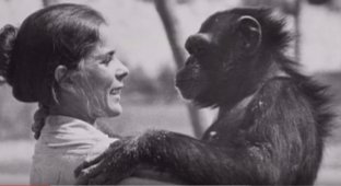 Шимпанзе не забыла, что сделала эта женщина. Спустя 18 лет они наконец встретились (12 фото + 1 видео)