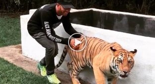 Парень напугал тигра 