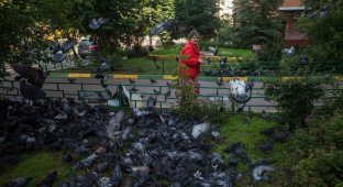 Голуби в одном из дворов Москвы (12 фото)