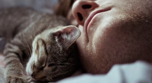 Для чего кошки ложатся спать с хозяевами? (2 фото)