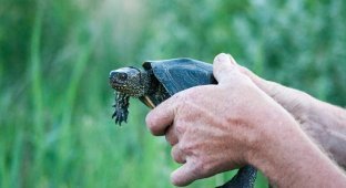 Как черепахи обзавелись панцирем и стали теми, кто они есть (20 фото)