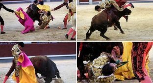 Сезон корриды в Мадриде начался с победы быка (11 фото)