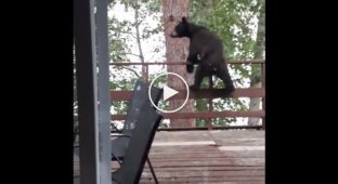 Медведь эффектно прыгнул с террасы на дерево