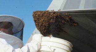 Пчелы атаковали самый дорогой истребитель в мире
