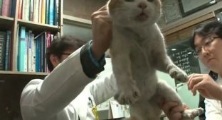 Мужчина спас кошку, которая застряла в стенах жилого комплекса (2 фото + 1 видео)