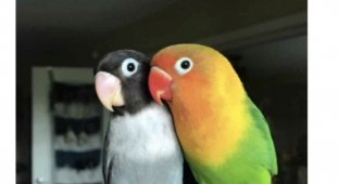 История любви двух попугаев (8 фото)