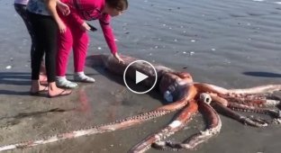 Огромного кальмара выбросило на берег