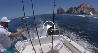 Два морских разбойника забрались в лодку к рыбакам и стали выпрашивать рыбку