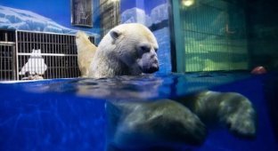 Активисты раскритиковали «отель с белыми медведями» (9 фото)