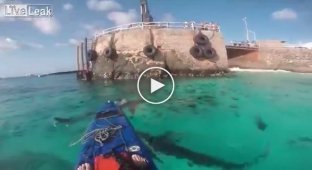 Борьба с акулами при попытке поплавать на каяке