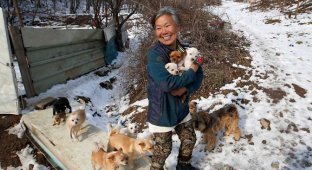 Эта южнокорейская женщина спасла 200 собак от смерти и теперь содержит их (6 фото)