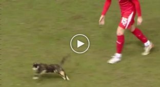 Потерянная кошка прервала футбольный матч в Англии