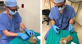 В Канаде хирурги прооперировали плюшевого мишку (3 фото)