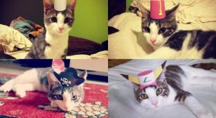 Трехлапый котенок в шляпе (15 фото)