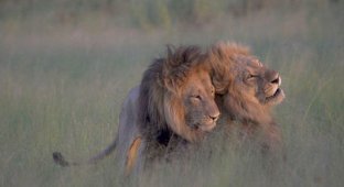 Львы-гомосексуалисты в Ботсване (6 фото)