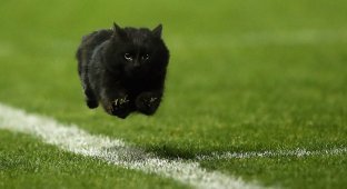 Блогеры отфотошопили "летающего кота", выбежавшего на поле регби (16 фото)