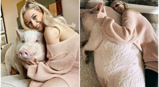 Блогерша держит дома 80-килограммовую свинку - это ее любимый питомец (9 фото + 1 видео)