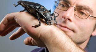 Самые большие насекомые на Земле (14 фото)
