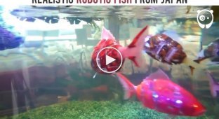 Реалистичные роботизированные рыбки в японском аквариуме