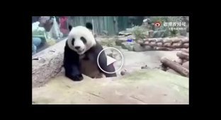 Тем временем в зоопарке, панда знает как приветствовать посетителей