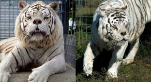 О чем молчат зоопарки: несчастные изгои белых тигров (11 фото)