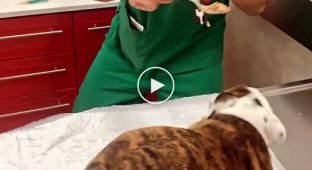 Хороший ветеринар найдет подход даже к самому капризному пациенту