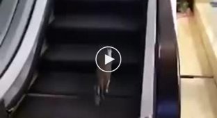 Кот на эскалаторе