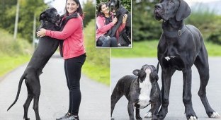 Арни, самый крупный щенок в Великобритании (9 фото)