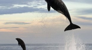 8-тонная касатка подражает дельфину (4 фото)
