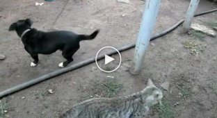 Смешной бой собаки против кота