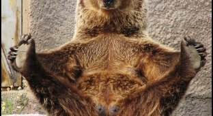 Медведь-йог (7 фото)