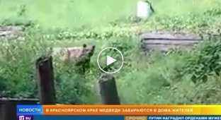 Медведь заявился в дом жителей Красноярского края, как в свою берлогу